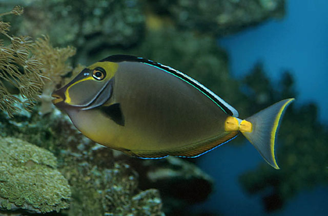 naso-lituratus-baligi