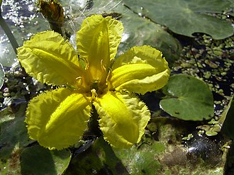 nymphoides-peltata
