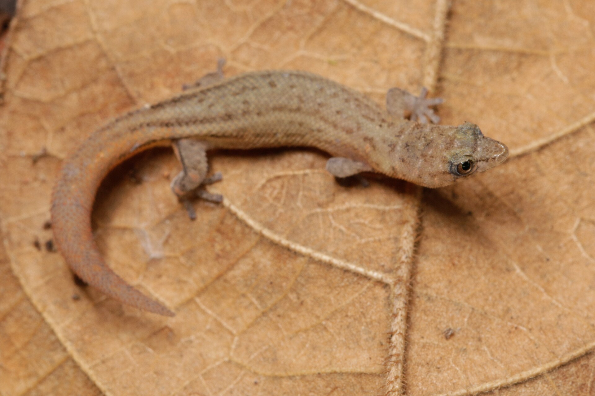 sphaerodactylus-ariasae-kertenkelesi
