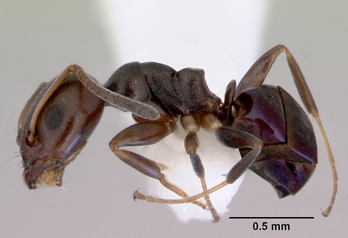 ochetellus-qarisqasi