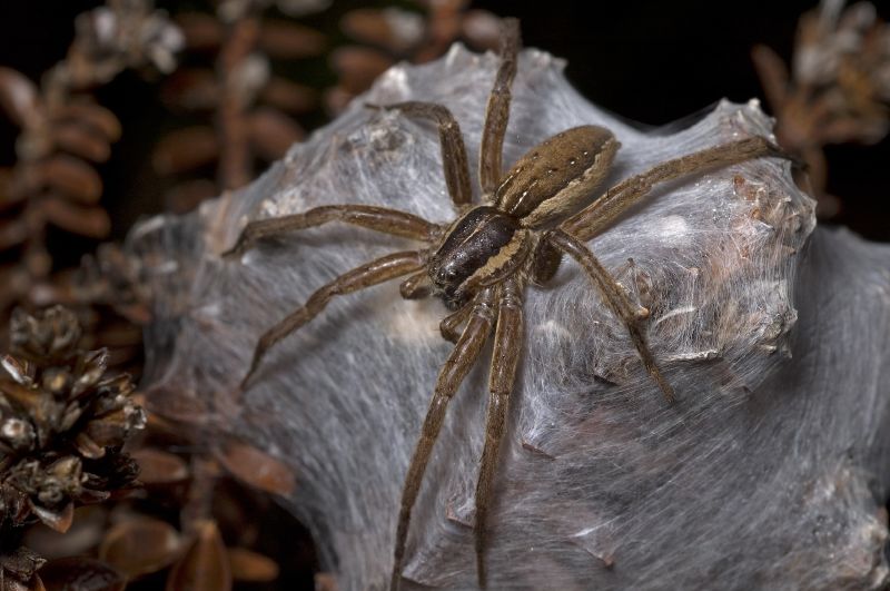 dolomedes-minor-horumceyi