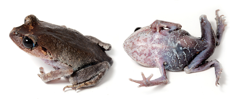 leptobrachium-abbotti-qurbagasi