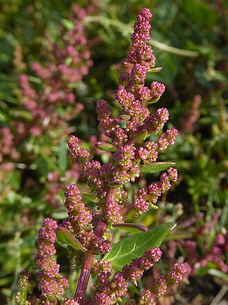 oxybasis-chenopodioides