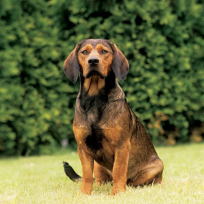 alpine-dachsbracke-it-cinsi