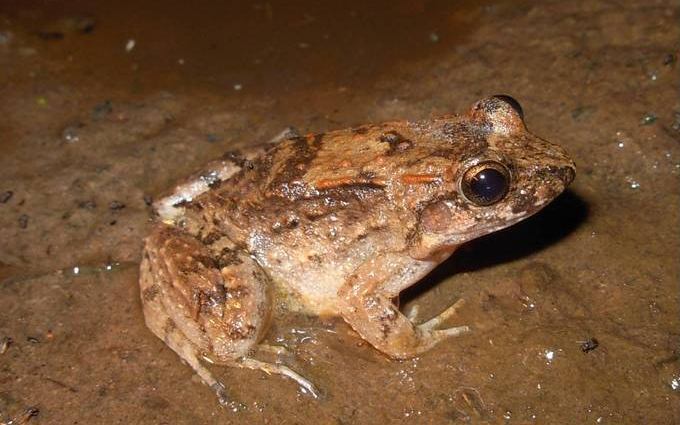 leptodactylus-petersii-qurbagasi