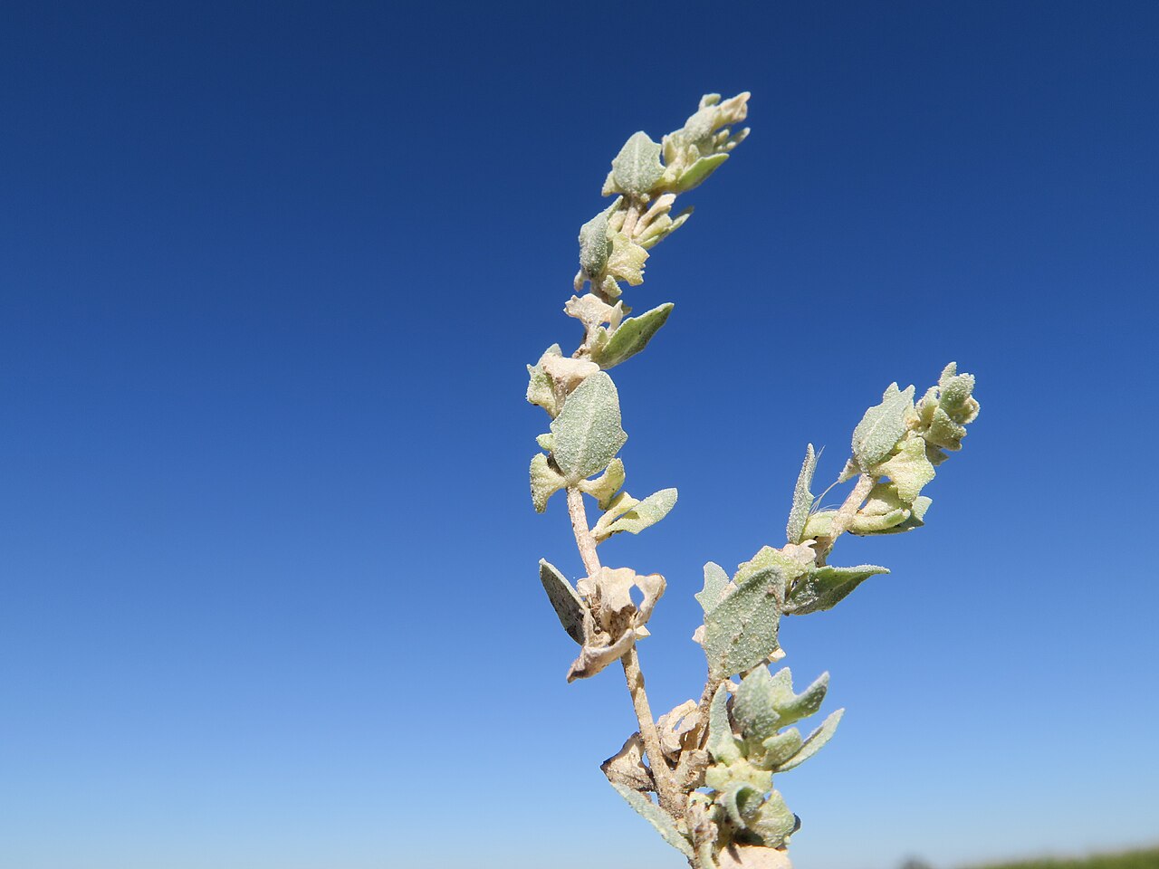 atriplex-angulata
