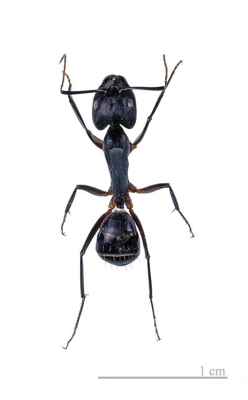 formicinae-qarisqasi