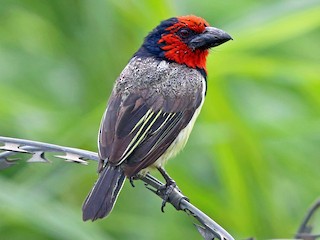 qara-yaxali-barbet