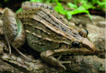 leptodactylus-macrosternum-qurbagasi