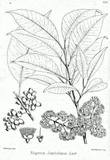syzygium-cumini-bitkisi
