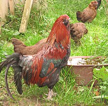 appenzell-saqqalli-toyugu