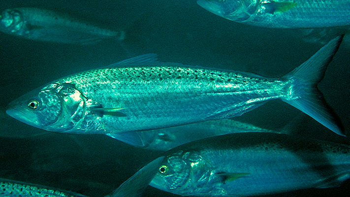 arripis-trutta-baligi