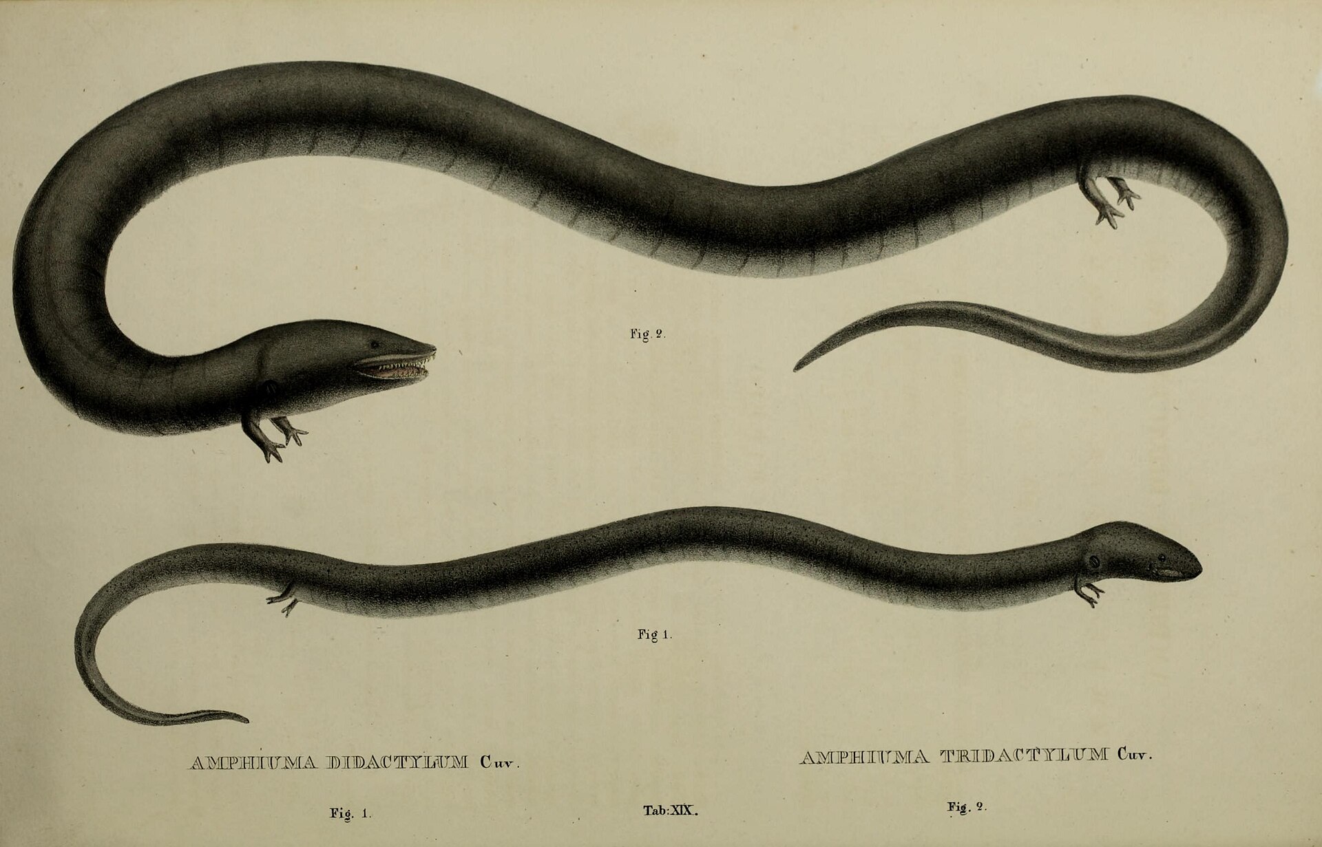 amphiuma-ilani