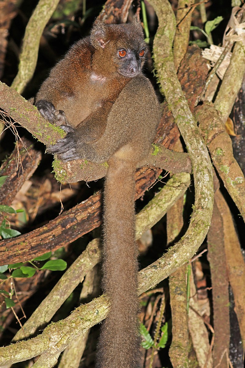 boyuk-bambuk-lemuru