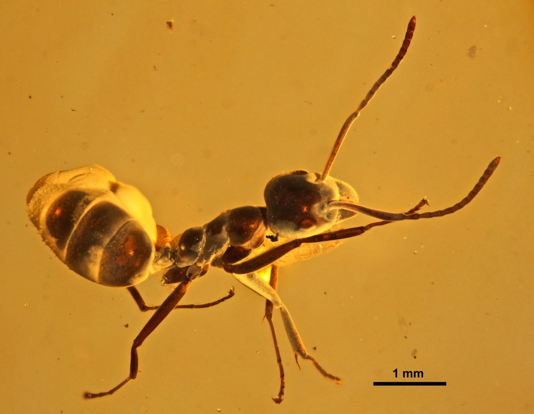 yantaromyrmex-qarisqasi