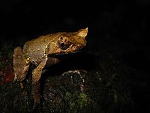 xenophrys-aceras-qurbagasi