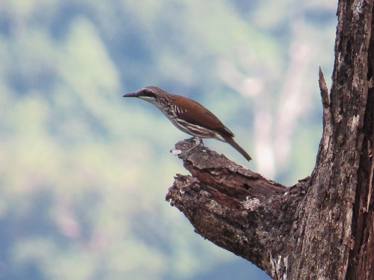 boyuk-rabdornis