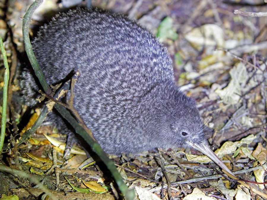 kicik-xalli-kivi-qus-novu