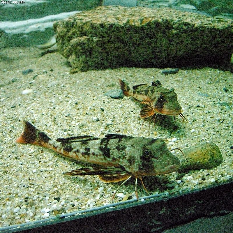triglidae-baligi