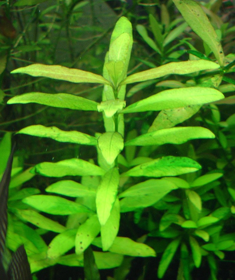 hygrophila-polysperma