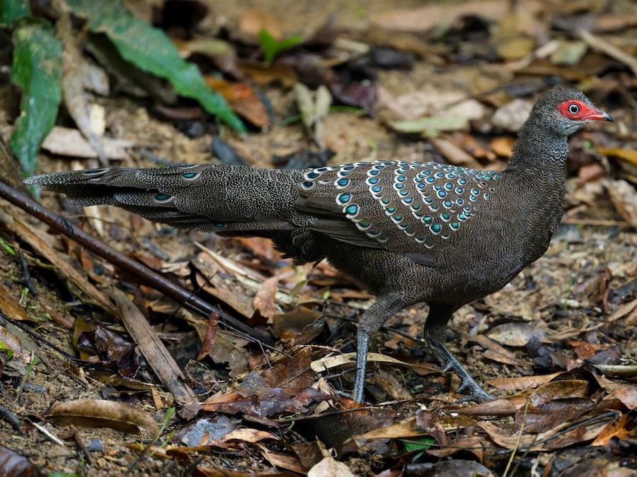 hainan-tovuz-qirqovulu