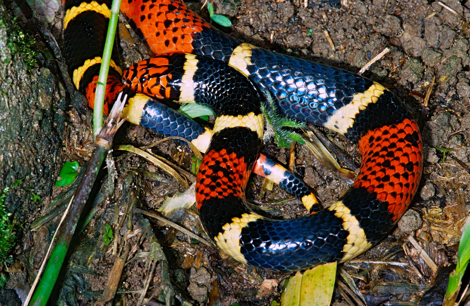 micrurus-surinamensis-ilani