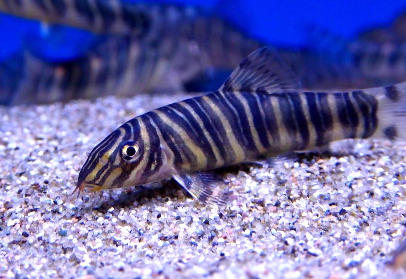 zebra-loach-baligi