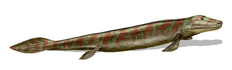 tetrapodomorfa