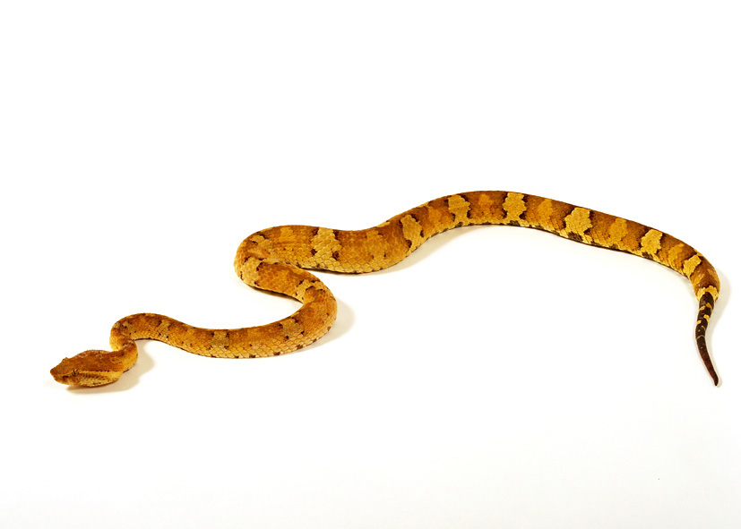 craspedocephalus-puniceus-ilani