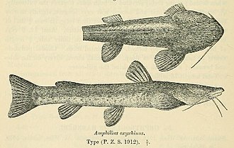 loach-catfish