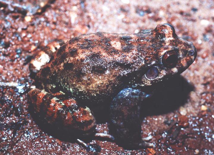 leptodactylus-syphax-qurbagasi
