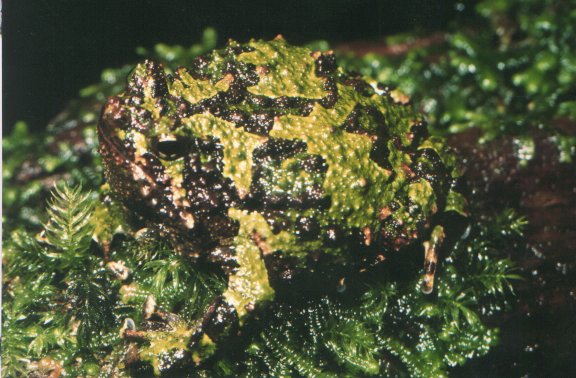scaphiophryne-marmorata-qurbagasi