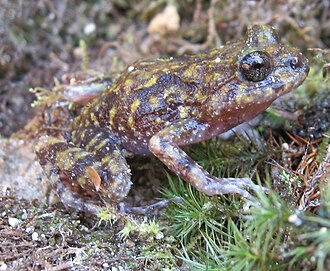 cycloramphus-eleutherodactylus-qurbagasi