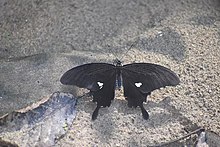 papilio-noblei-kepeneyi