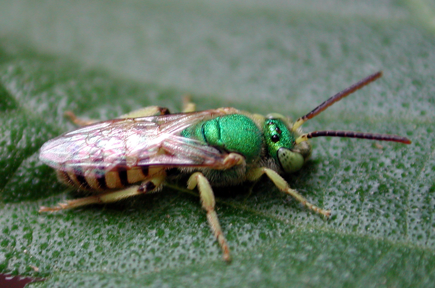 agapostemon-arisi