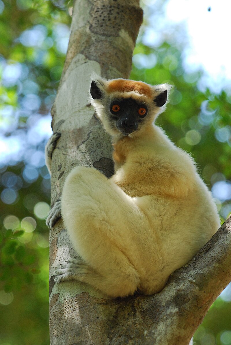 qizil-tacli-sifaka