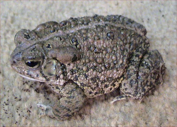 sarcohyla-cyanomma-qurbagasi