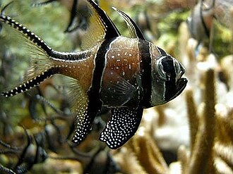apogonidae