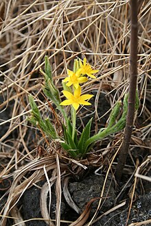 hypoxis