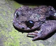 leptobrachium-boringii-qurbagasi