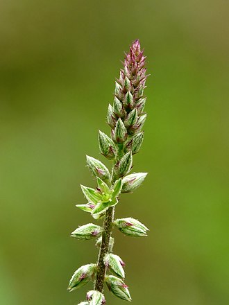 achyranthes-aspera
