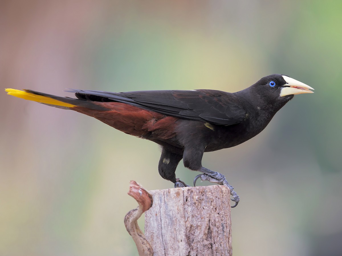 tacli-oropendola