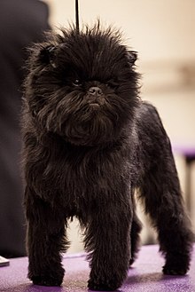 affenpinscher-it-cinsi
