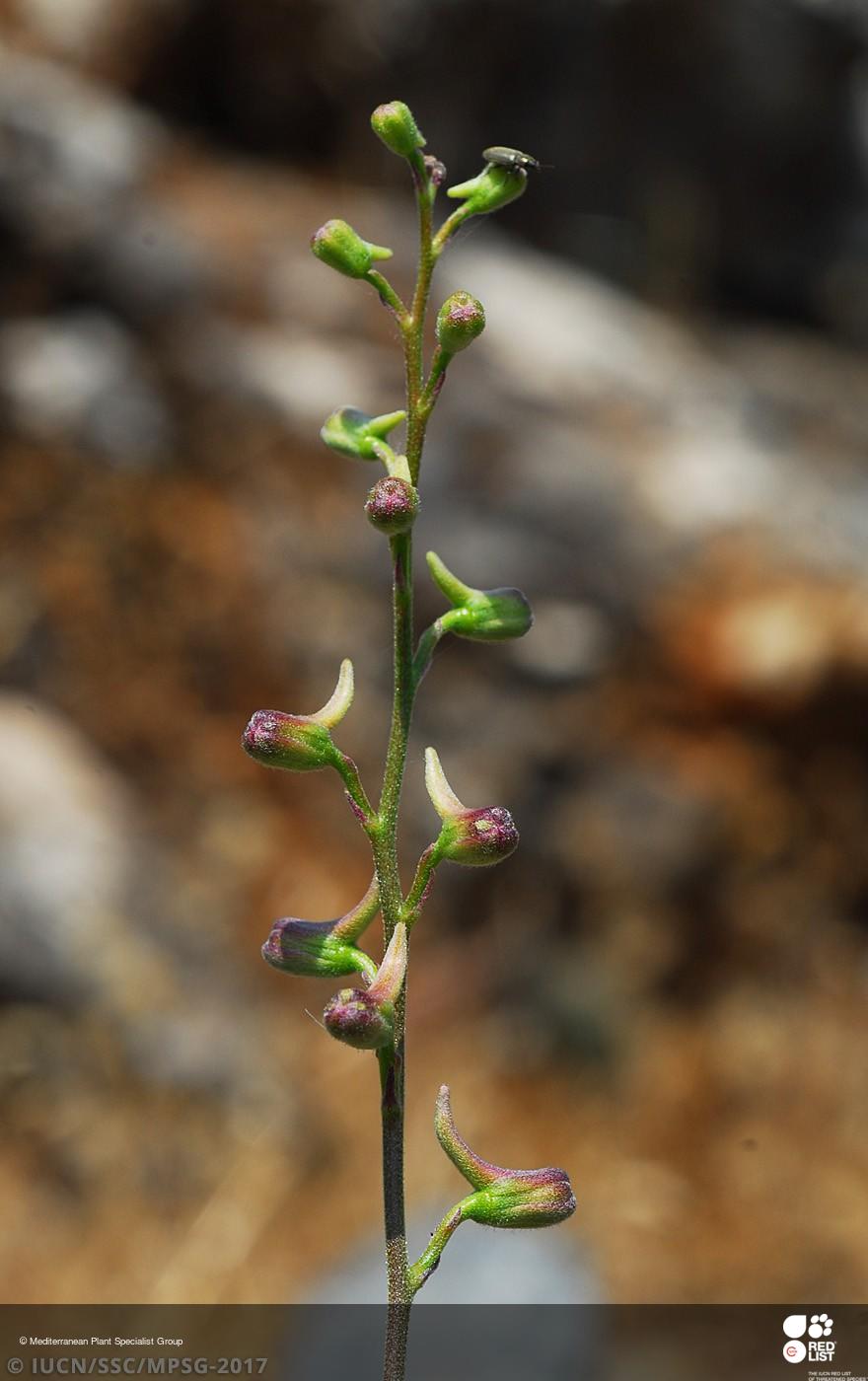 delphinium-casey