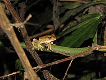 rhacophorus-margaritifer-qurbagasi