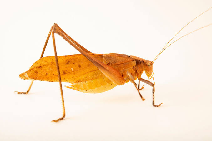mecopoda-elongata-uzun-bedenli-ceyirtke