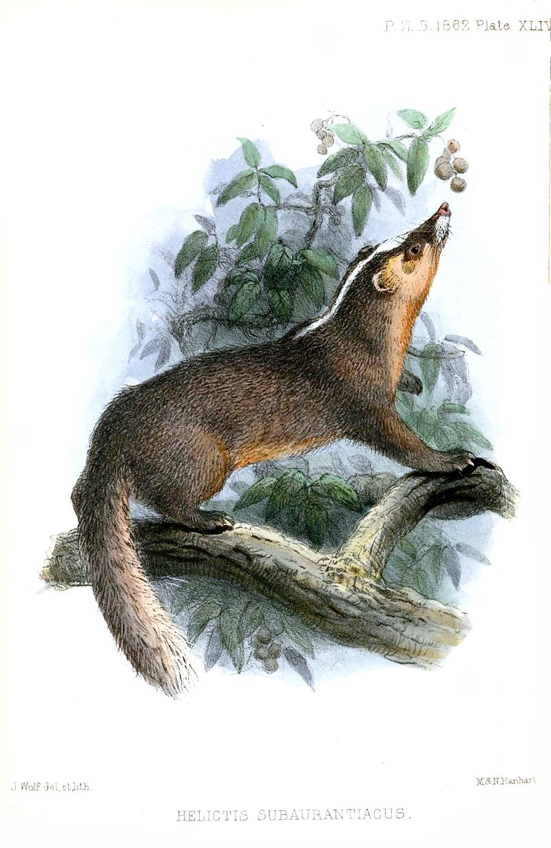 formoza-xorek-porsugu