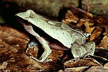 physalaemus-olfersii-qurbagasi