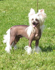 chinese-crested-dog-it-cinsi