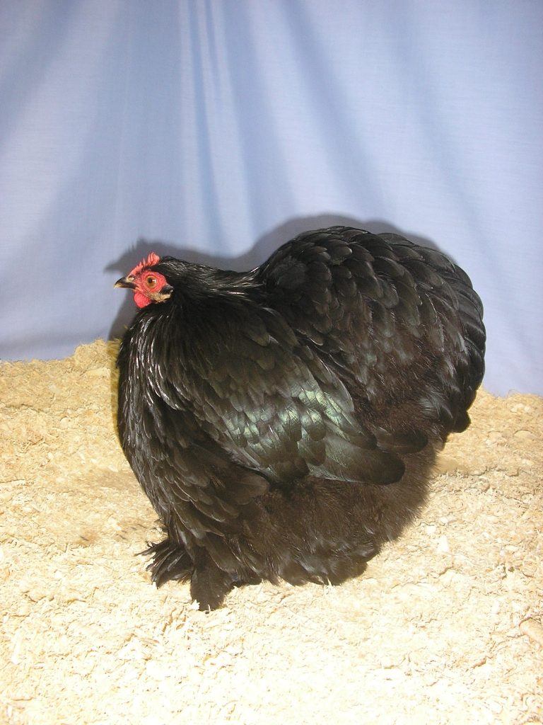 pekin-bantam-toyuq-cinsi